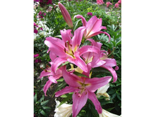 ����� �������� 18/20 (1 ��) ��-������-56,72