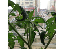 ��������� �����������.