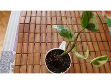 ���������� N-joy