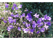 ����������� ����������