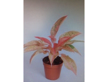 ��������� .... ������� ...- 750 ���.