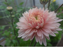 ��������� ���������� "����� "