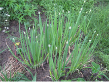 ��� �����������