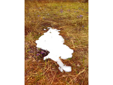 IMG 20170422 132531.jpg