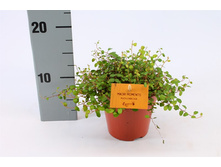 ���������� ��������� �����- 300 ���.