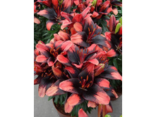 ����� ����� ����� 14/16 1�� ��������� �������-33,09 �������� 2��