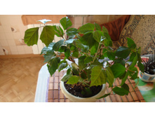 ������(��������� ��������)