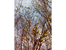 IMG 20170422 151040.jpg