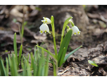 ����������� (�ϣ ����)