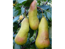 ����� �����+17�