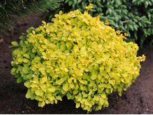 �������� �������� ��������� (V2�.) (����������, ������ ������, ����� ������������).jpg