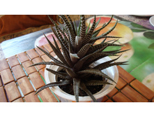 �������� ���������