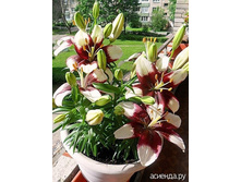 ����� ����� ������-33,88.jpg �������� 9��///////////////