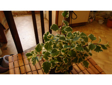 ����������� �������������