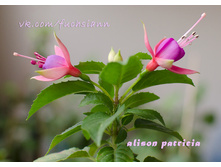 585cf1b132c9c alisdsc2598m.jpg