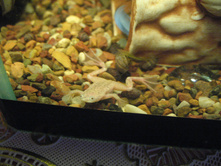 ���������� ������� �����������, ����� ��������� ����� ���������