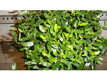 ����� ���� ( ficus punctata "anouk) .... ����� ����� ��� ���� ....