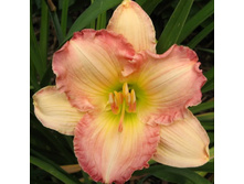 ������� ������ ������