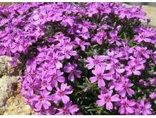 ����� ���������� �������