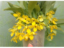 ������� �������� ������� (Orkhydey Promenea SUNLIGHT ) ....