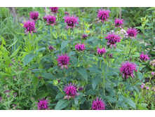 ������� ��������� (�ϣ ����)