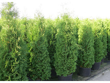 ��� �������� ������� (�9).jpg