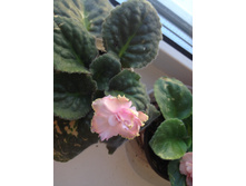 ��-������ ���� 50�