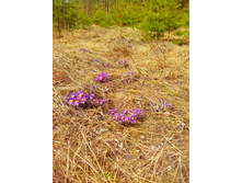 IMG 20170426 120934.jpg