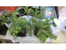 ����� �� �����