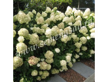 ��������� ����������� ������ ( V2-3�.) (������ �������-�����, ������ �������).jpg