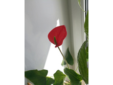 IMG 20170423 130412.jpg