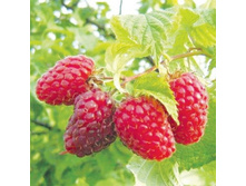 ������ ������ �����+17�