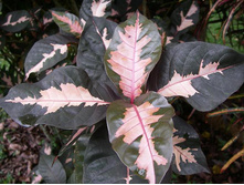 57fd30fb14a8e 1326696653708bulletin.jpg