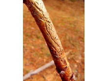 IMG 20170409 122052-1.jpg