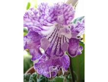 IMG 20170401 100859.jpg