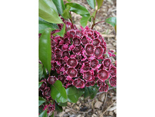 ������� ������������� �����������.jpg