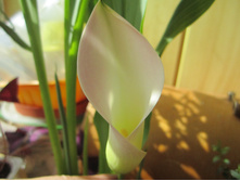 ����� 003.jpg