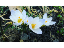 ����� 2017)