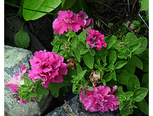 ������� ���� ������ ����, ����� 3��