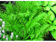 ���������� ���� �� ���*