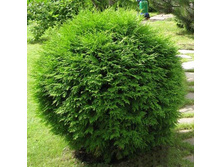 ��� �������� ������� (�9).jpg