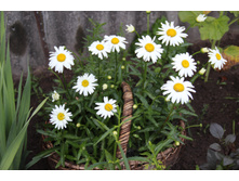 ������� (�ϣ ����)