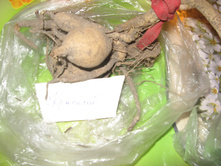 ������ ���������