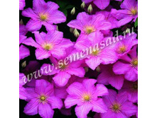 �������� ��������������� ������ �� ���� (V2�.) (�������).jpg