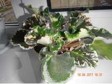 ������ ���� ����