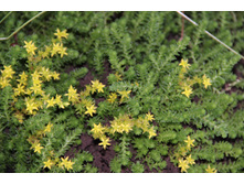 ����� ������ (�ϣ ����)