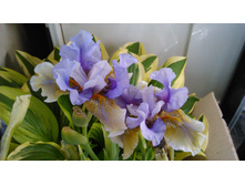 ���� ��������� ������ ������ (CAPTAIN INDIGO) 150�