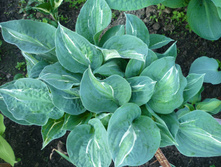 ����� �������� (Striptease)