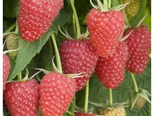 ������ ������, 120���..jpg