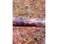 IMG 20170409 122349.jpg